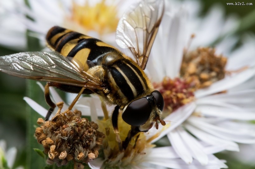 采蜜的蜜蜂图片