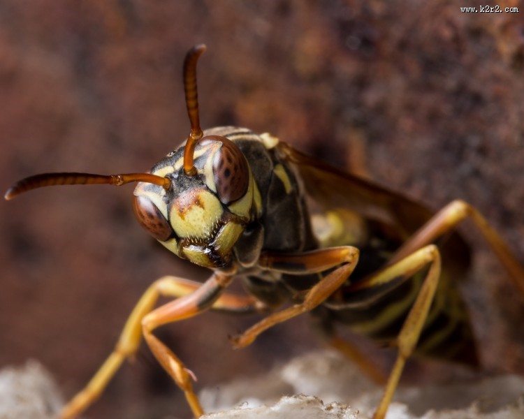 采蜜的蜜蜂图片