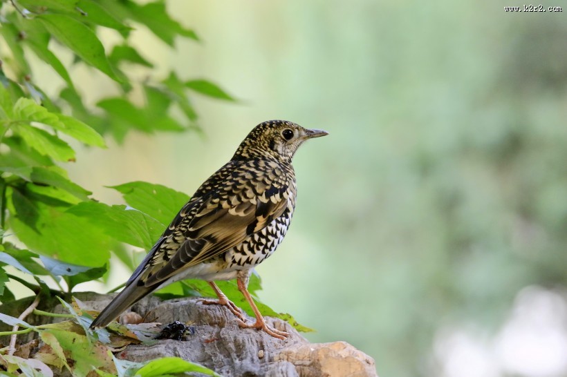 高清虎斑地鸫鸟类图片