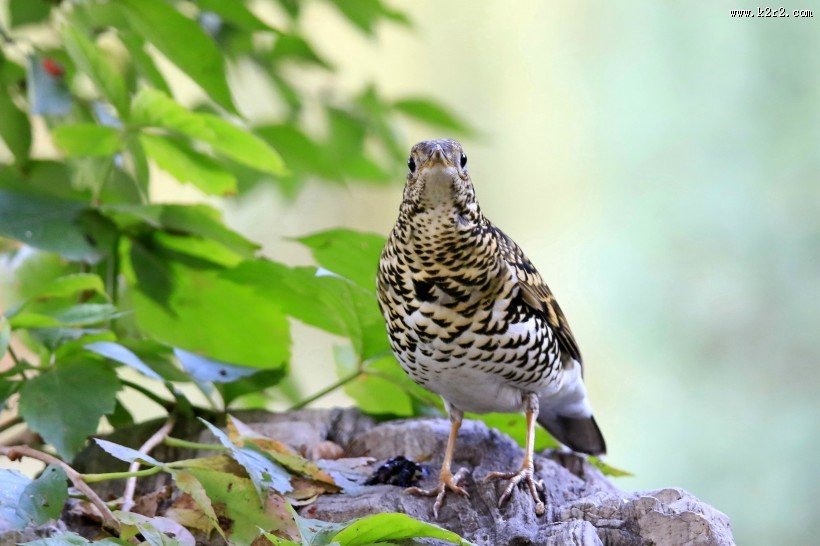 高清虎斑地鸫鸟类图片