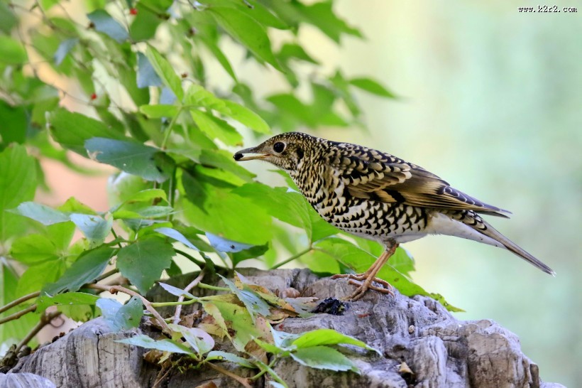 高清虎斑地鸫鸟类图片