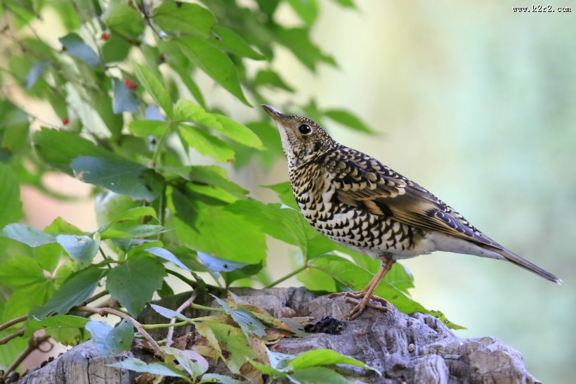 高清虎斑地鸫鸟类图片