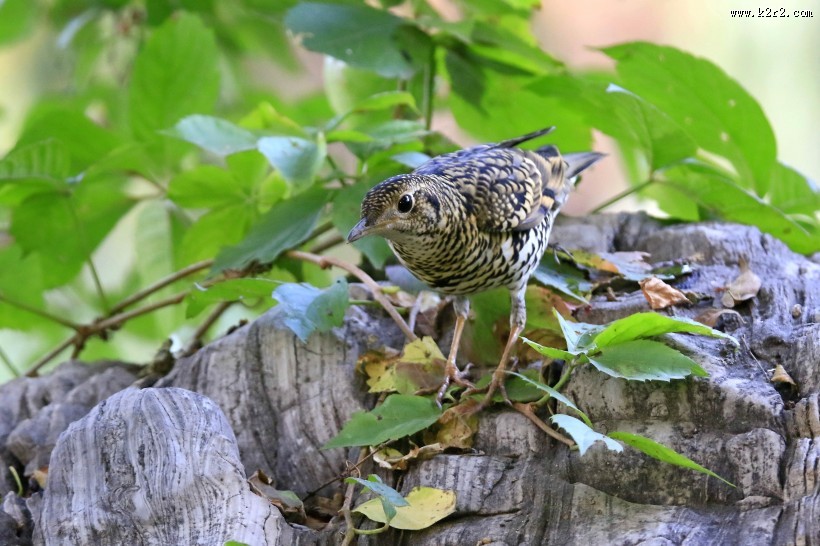 高清虎斑地鸫鸟类图片