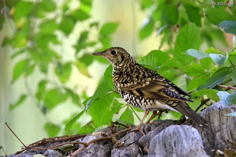高清虎斑地鸫鸟类图片