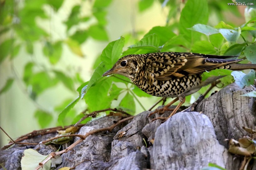 高清虎斑地鸫鸟类图片