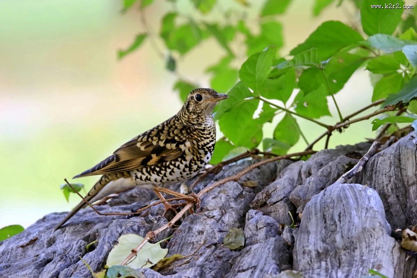 高清虎斑地鸫鸟类图片