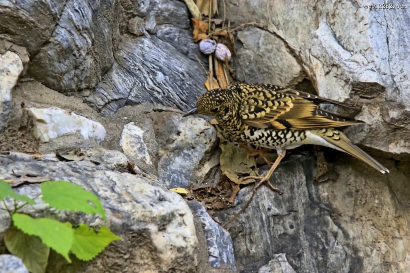 高清虎斑地鸫鸟类图片