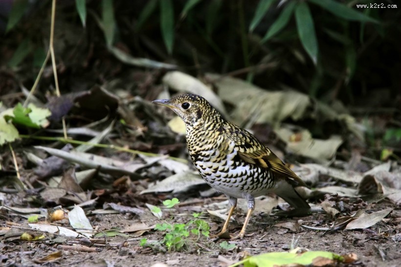 高清虎斑地鸫鸟类图片