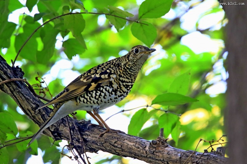 高清虎斑地鸫鸟类图片