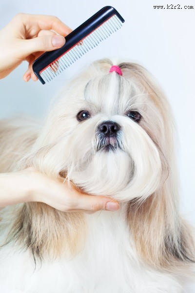 狮子狗美容图片大全