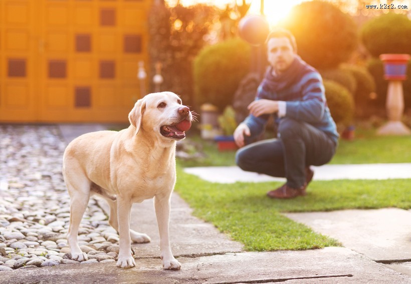 咬着球的宠物狗图片