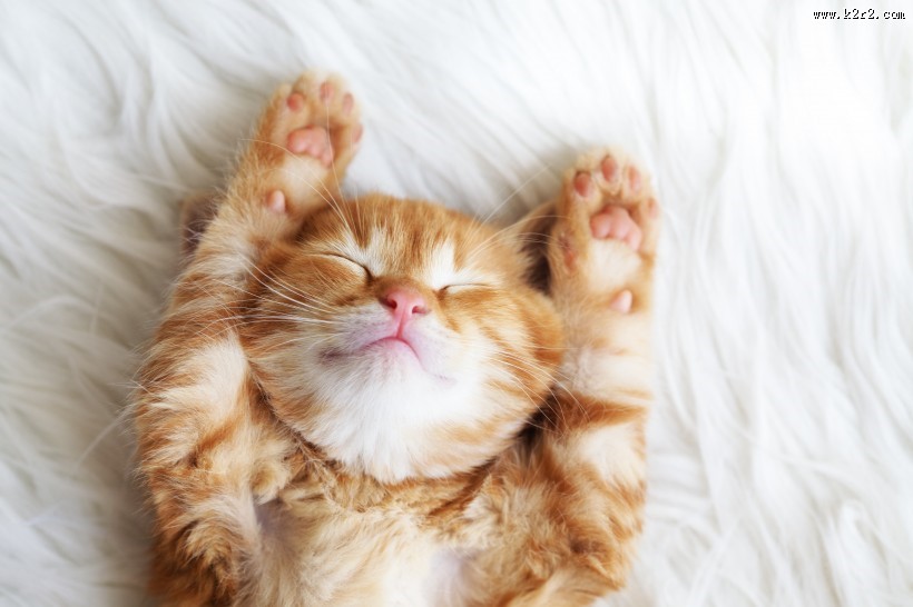 可爱的小猫图片大全