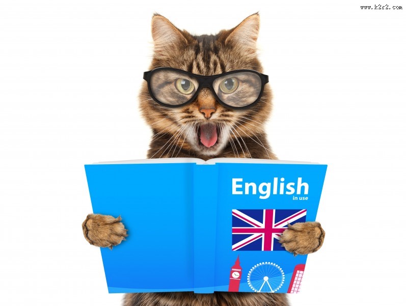 可爱的小猫图片大全