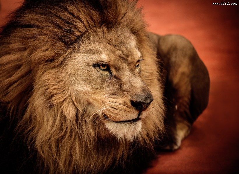 凶猛的狮子图片