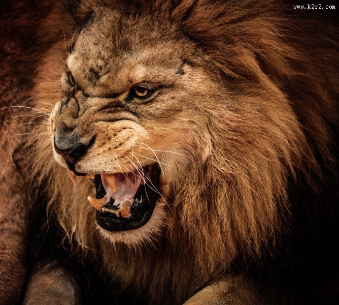 凶猛的狮子图片