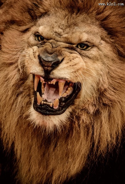凶猛的狮子图片