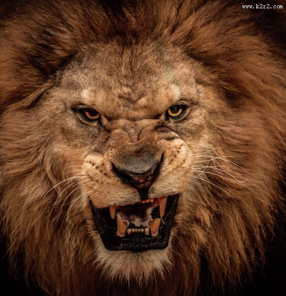 凶猛的狮子图片
