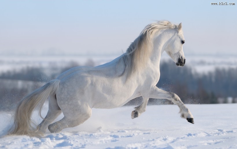 奔跑的骏马图片