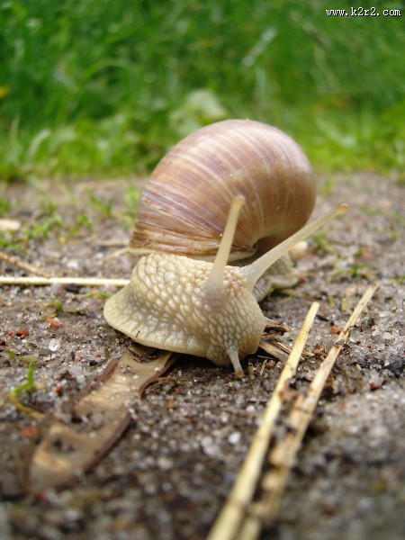 户外蜗牛特写图片大全