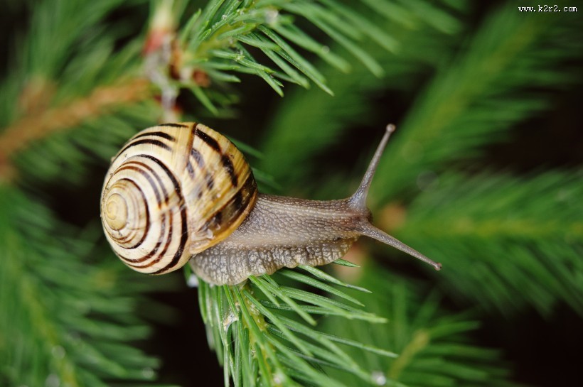户外蜗牛特写图片大全