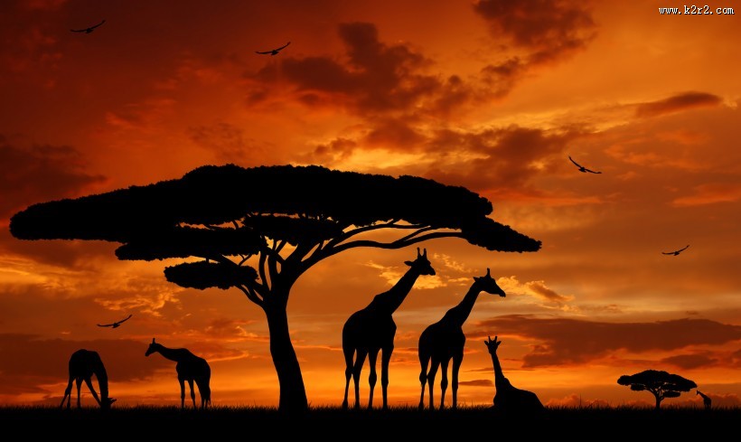 草原动物剪影图片