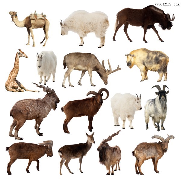 各种动物图片