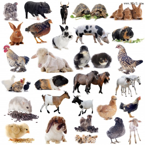 各种动物图片