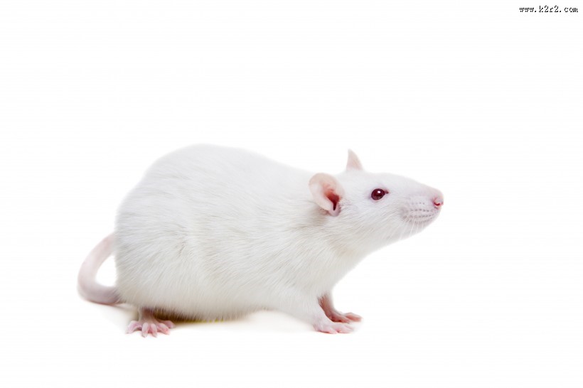 可爱的小白鼠图片
