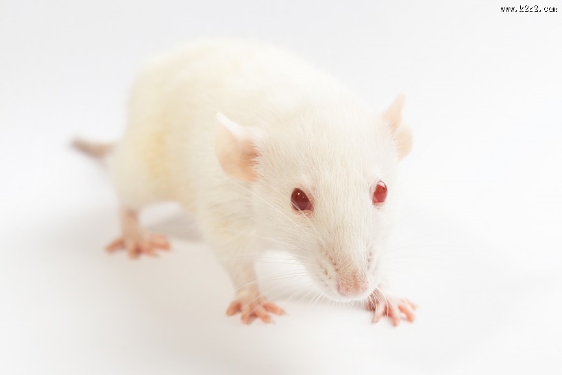 可爱的小白鼠图片
