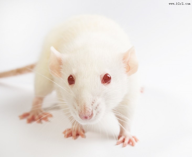 可爱的小白鼠图片