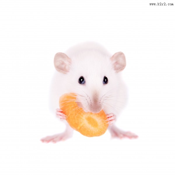 可爱的小白鼠图片