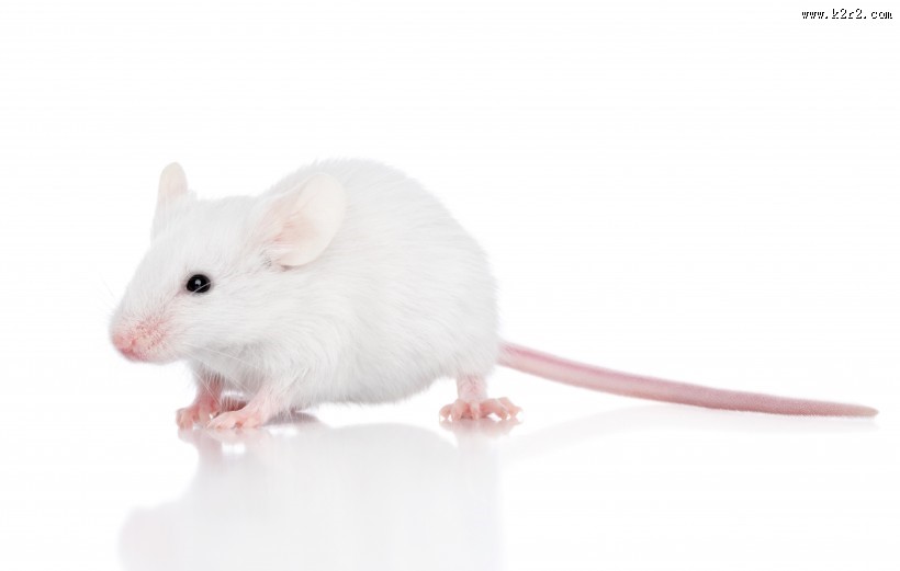 可爱的小白鼠图片