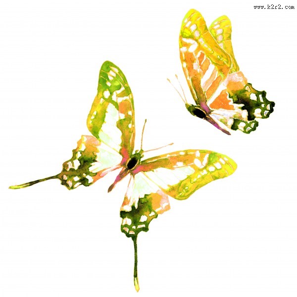 蝴蝶水彩画图片