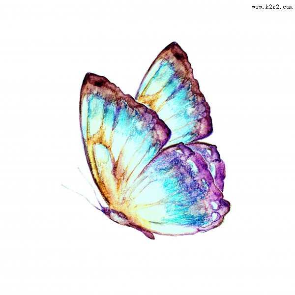 蝴蝶水彩画图片