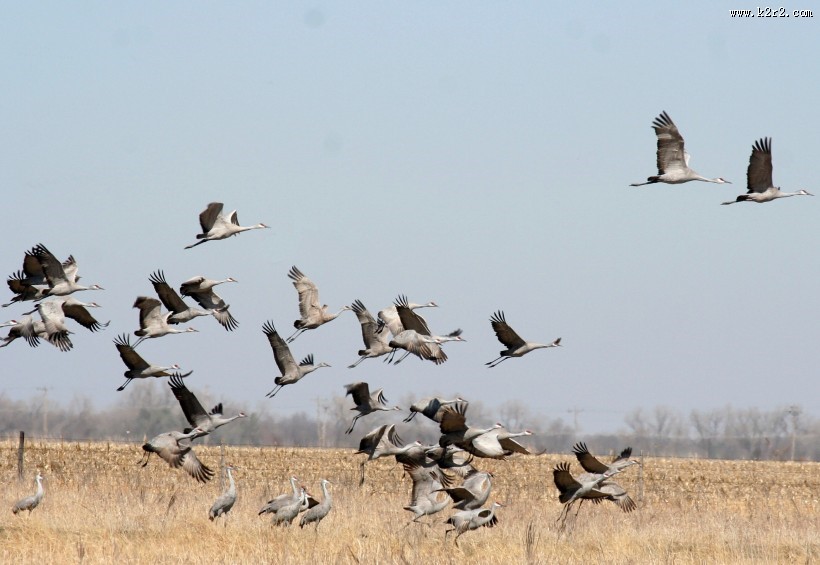 头顶鲜红羽毛的沙丘鹤图片