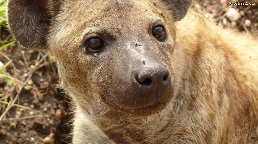 凶猛的鬣狗图片