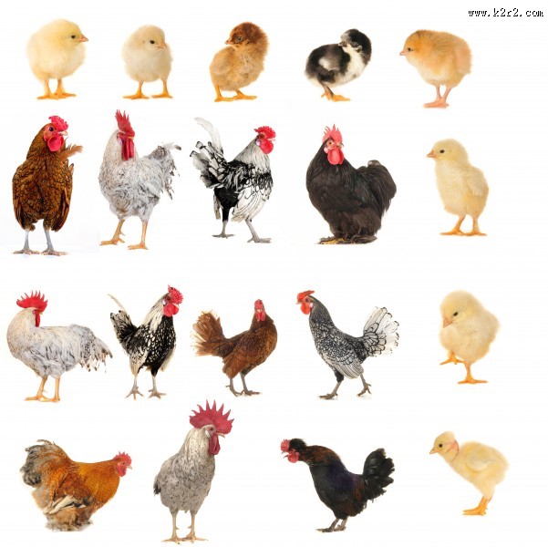 各种类型的鸡图片