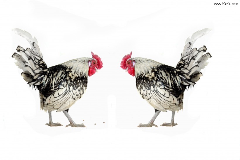 各种类型的鸡图片
