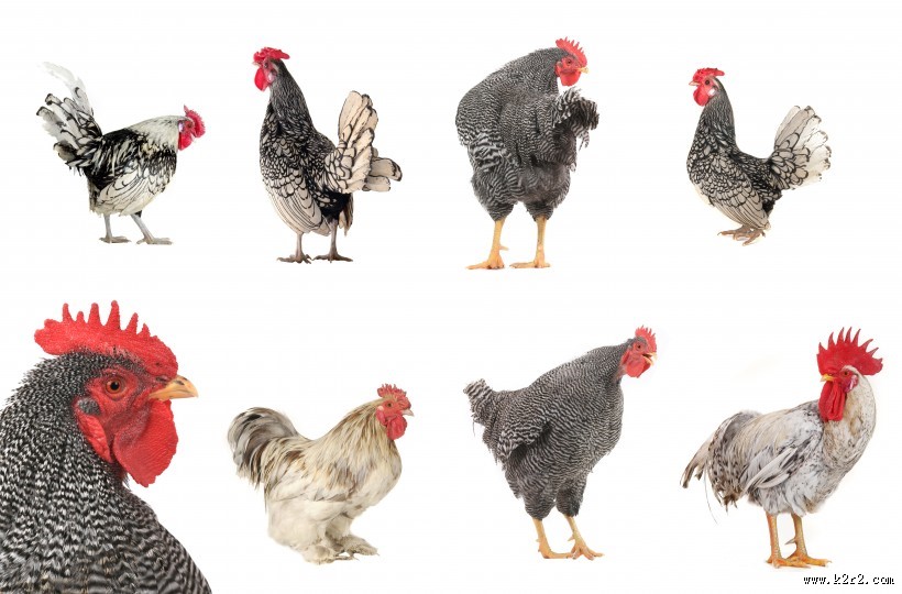 各种类型的鸡图片
