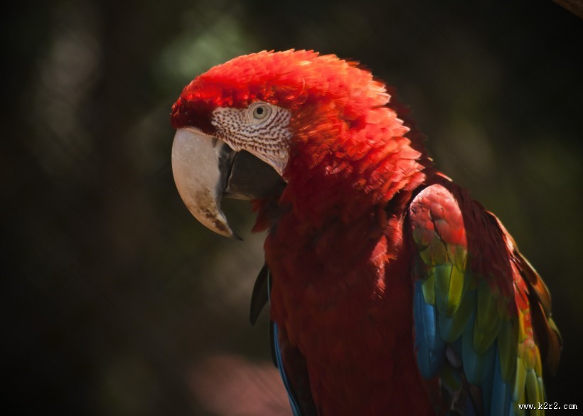 色彩斑斓的五彩金刚鹦鹉图片大全