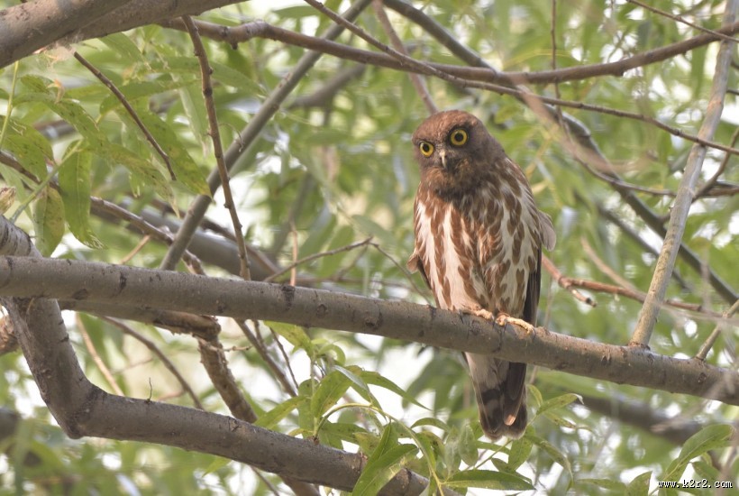 褐鹰鸮图片大全