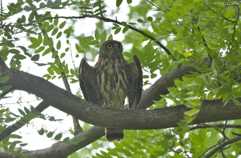 褐鹰鸮图片大全