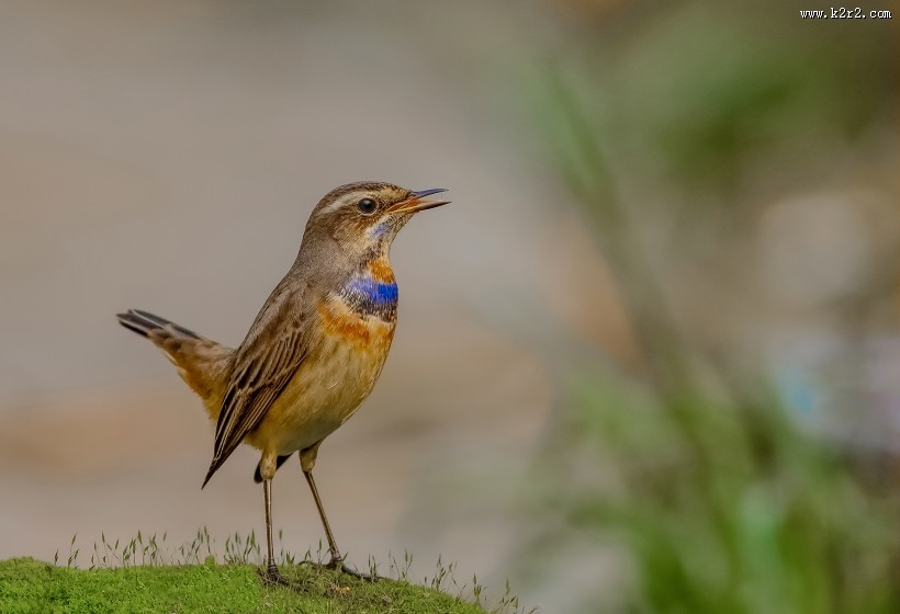 蓝点颏图片大全