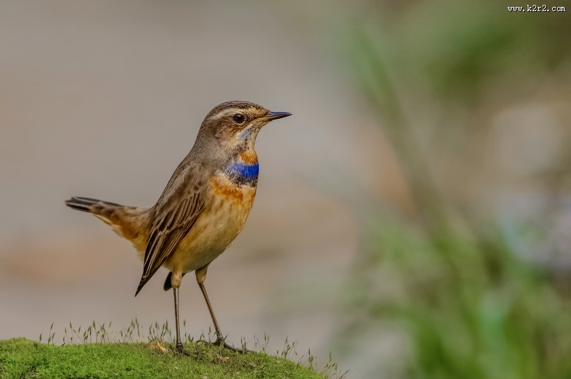 蓝点颏图片大全