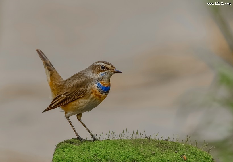 蓝点颏图片大全