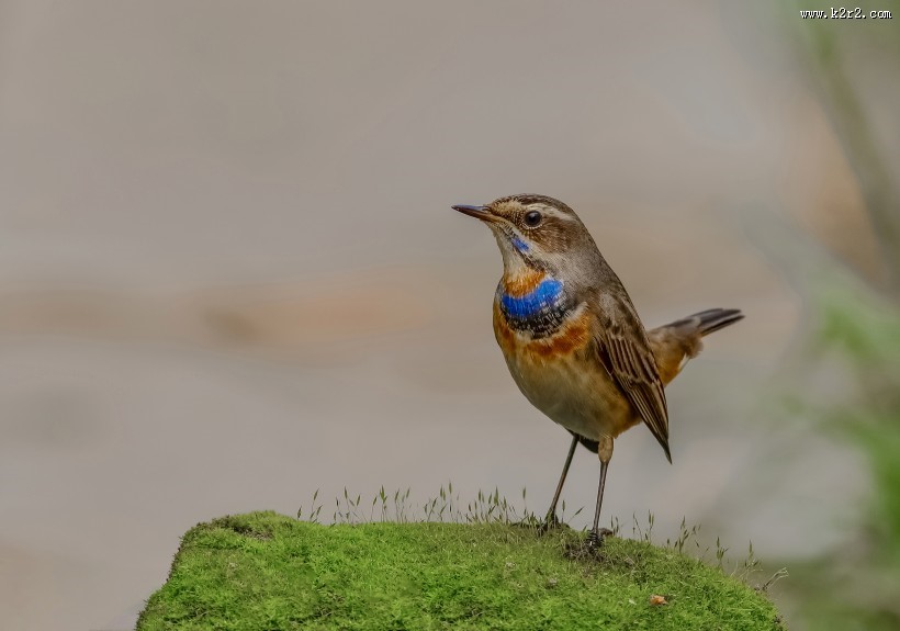 蓝点颏图片大全