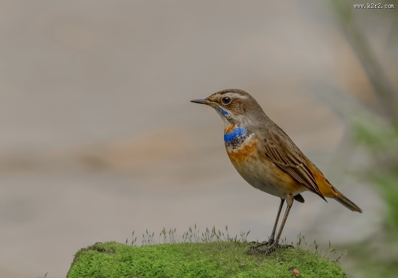 蓝点颏图片大全