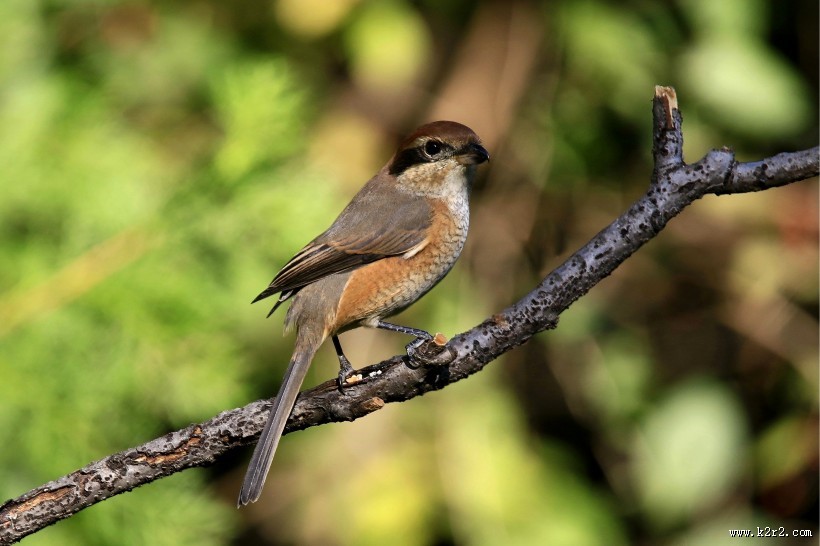 牛头伯劳鸟类图片大全