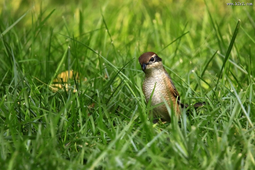 牛头伯劳鸟类图片大全