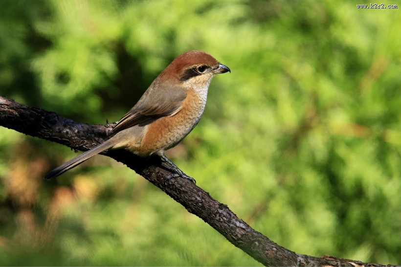 牛头伯劳鸟类图片大全